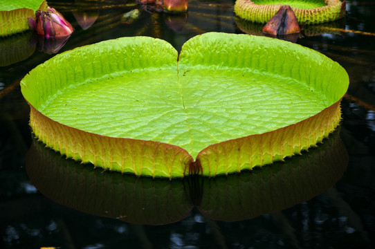 热带植物王莲