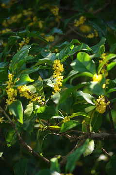 桂花树