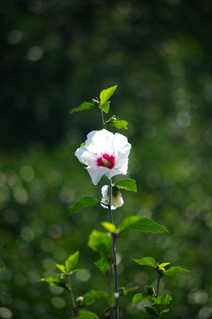 芙蓉花