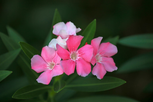 夹竹桃花