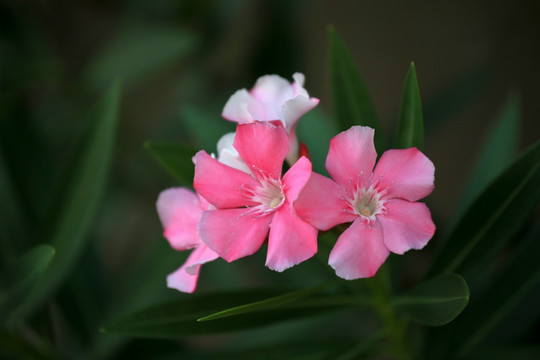 夹竹桃花