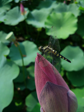 蜻蜓 荷花 池塘 荷叶 湿地