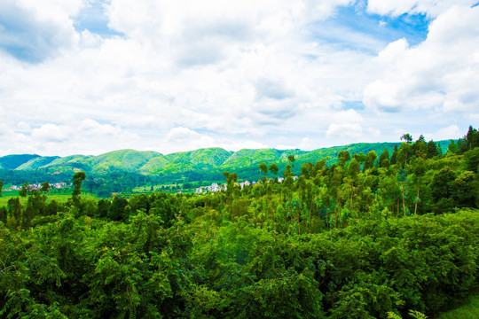 山野村庄