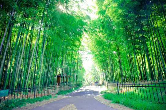竹林
