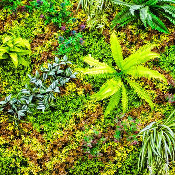 绿植背景墙