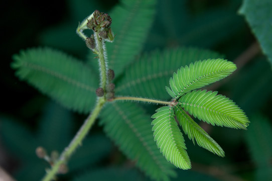 含羞草