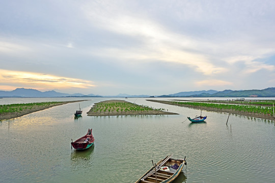 盐洲岛 惠东湿地公园