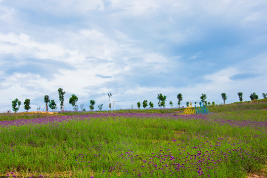 花海 山地