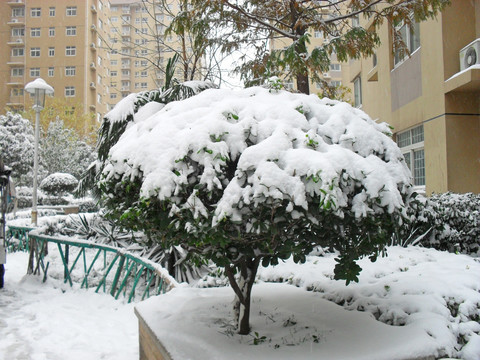 被雪覆盖的常青树