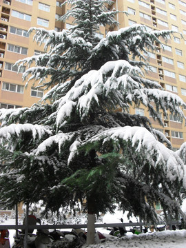 松树上的积雪