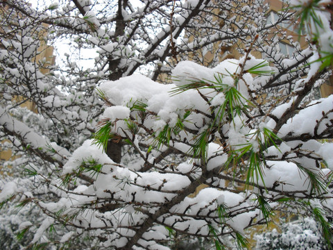 松树枝上的积雪