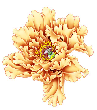 花 手繪高清牡丹花
