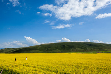 油菜花田