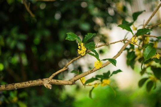 桂花黄