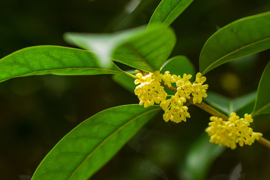 桂花