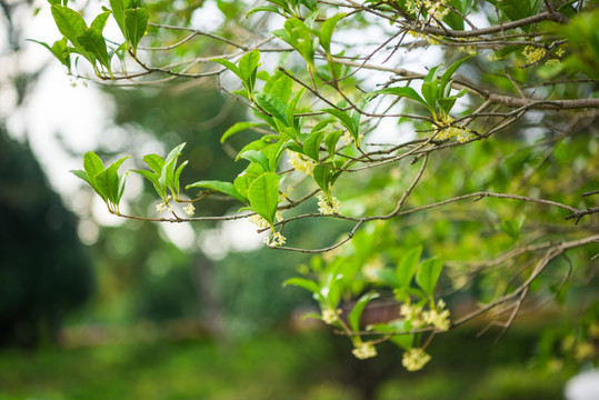 黄色桂花