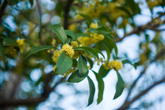 桂花特写