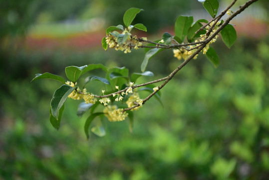 黄色桂花