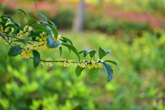 桂花