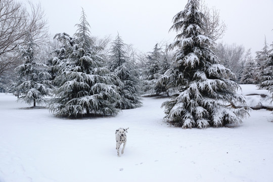 雪景树林