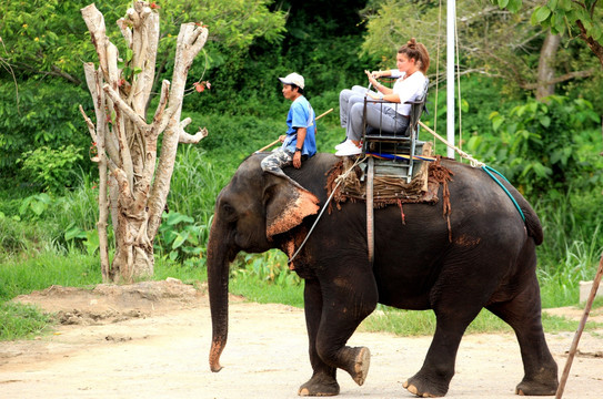 大象表演和骑大象