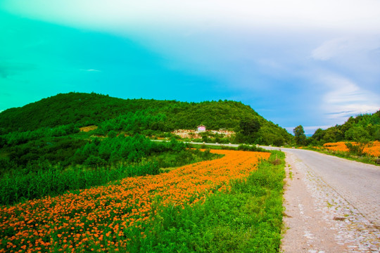 菊花 山地