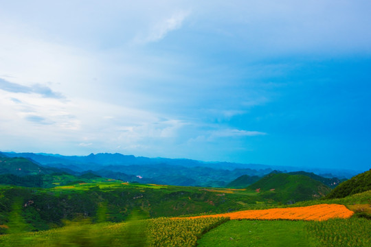 菊花 山地