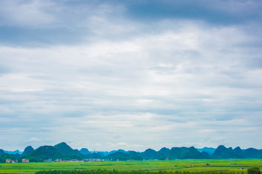 稻田