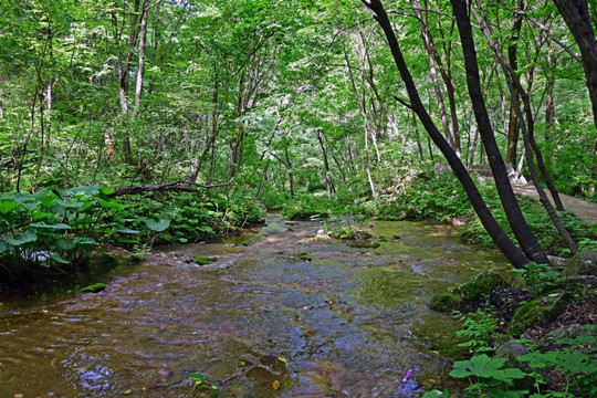 树林里的溪流风景图
