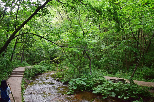 绿色树林中的河流