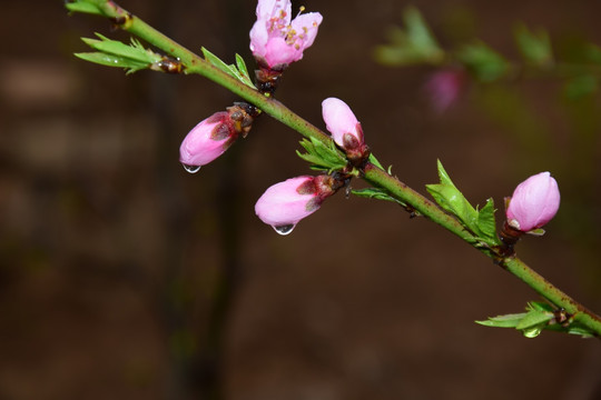 带着水珠的花蕾