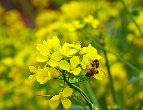 蜜蜂采蜜的油菜花
