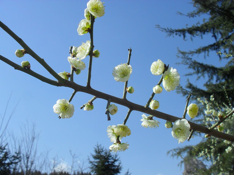 枝头的白色梅花