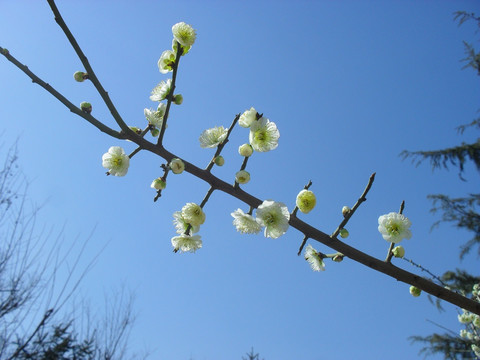 枝头盛开的白梅花