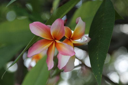 鸡蛋花