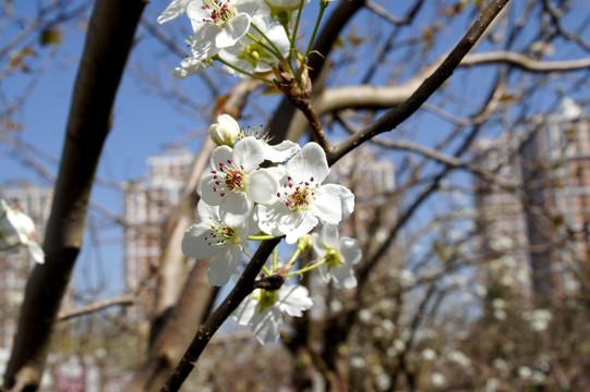 梅花