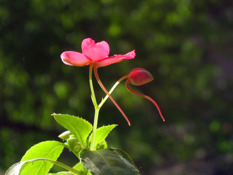 指甲花