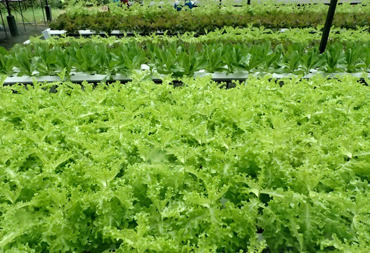 绿色蔬菜种植
