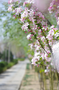 路边海棠花