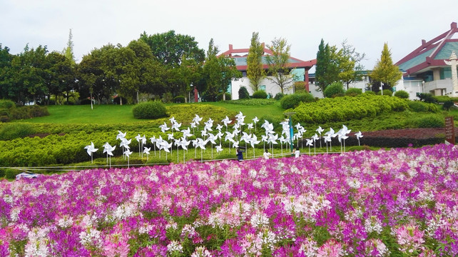 风车 花海