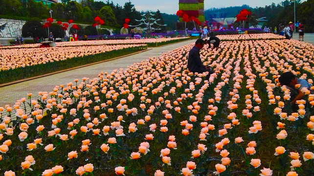 玫瑰花 花海