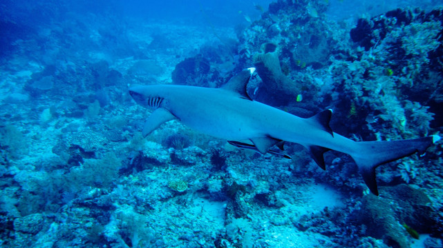 深海鲨鱼