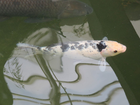 锦鲤 鲤鱼