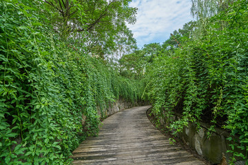 植物路 园林景观