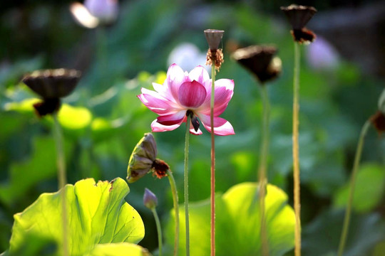 荷花莲蓬