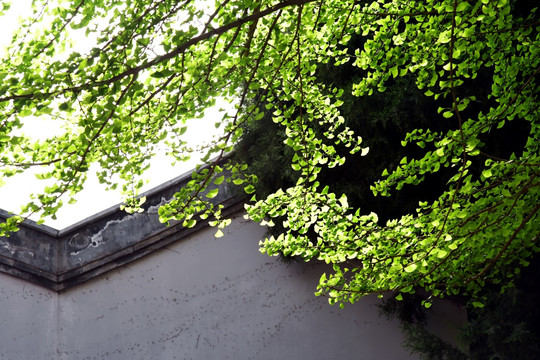 绿叶 白墙 春天 中式建筑 庭