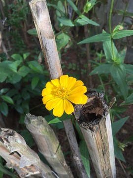 百日菊百日草