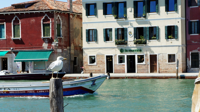 威尼斯 海鸥