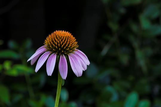 松果菊