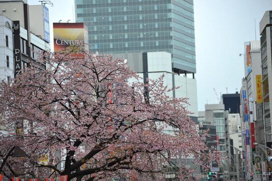 日本街景